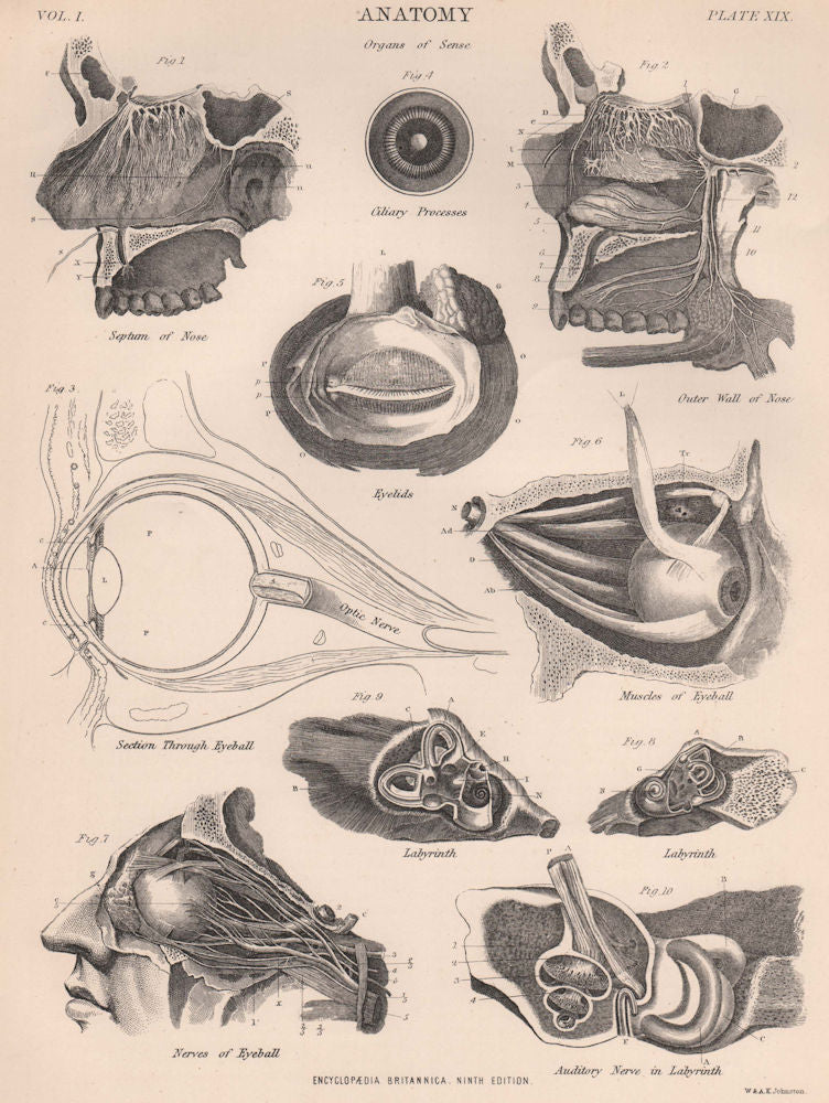 HUMAN EYES/NOSE. Septum/Outer wall Eyeball Ciliary process Eyelid Labyrinth 1898
